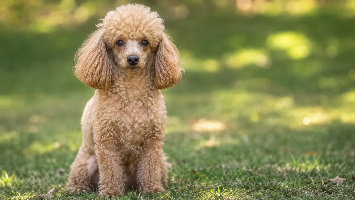 Miniature Poodle in a precise sit position during an outdoor training session