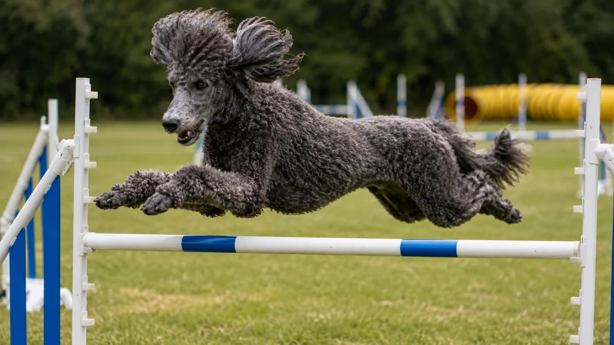 Standard Poodle mid-jump over an agility hurdle on an outdoor grass course
