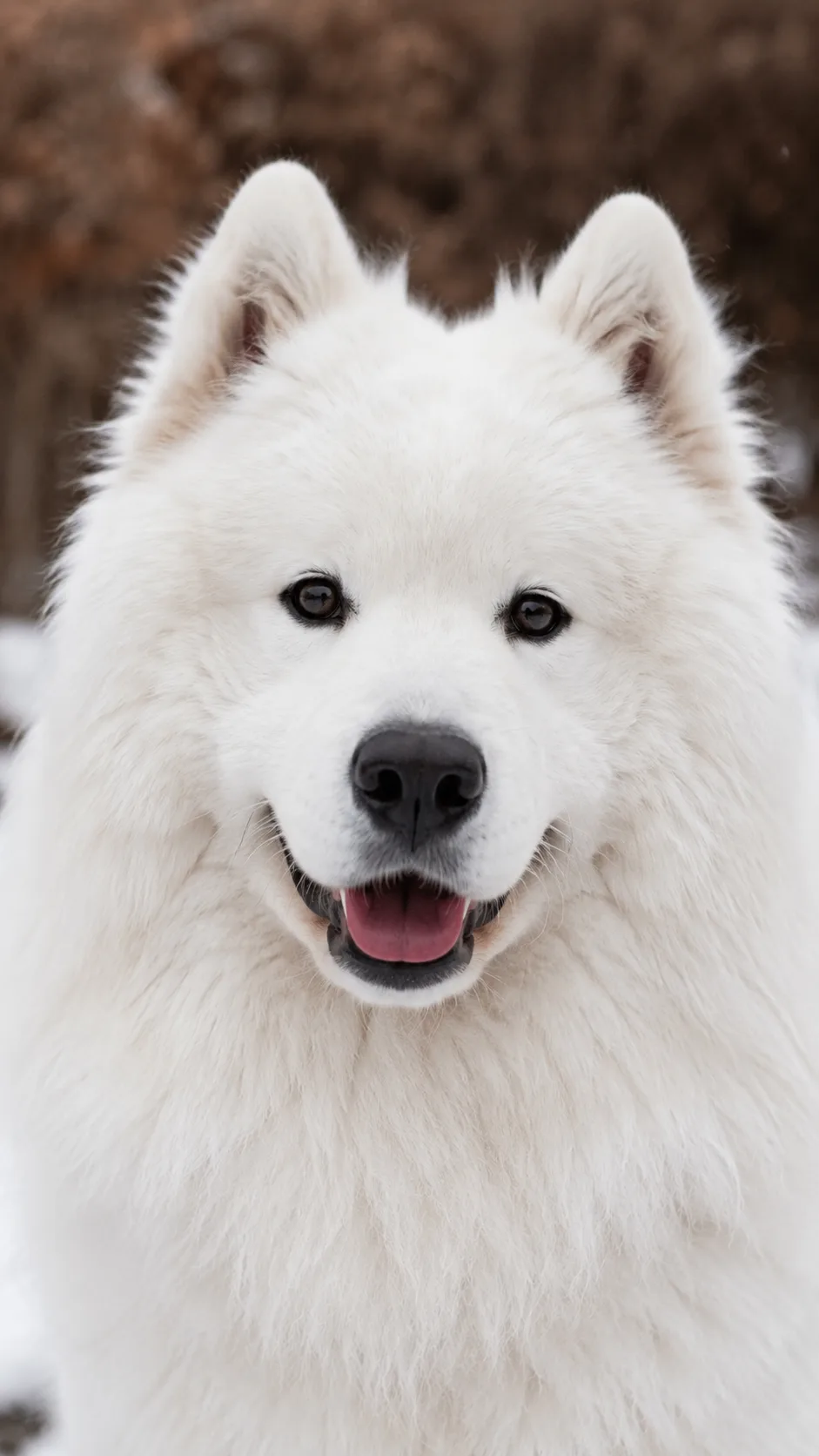 Close-up of a Samoyed's face showing the characteristic upturned lip corners and smiling expression
