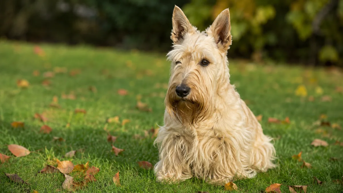 Scottish Terrier focused during a short backyard training session