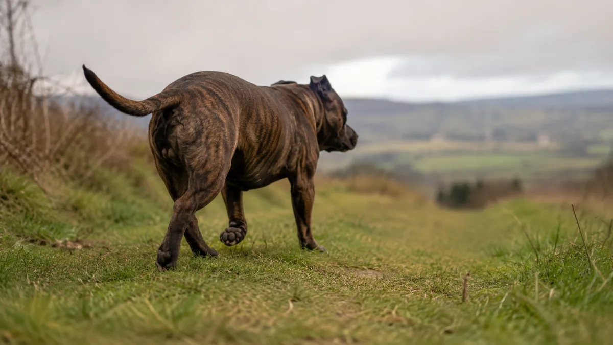Staffordshire Bull Terrier walking steadily on a grass path during a routine health check outdoors