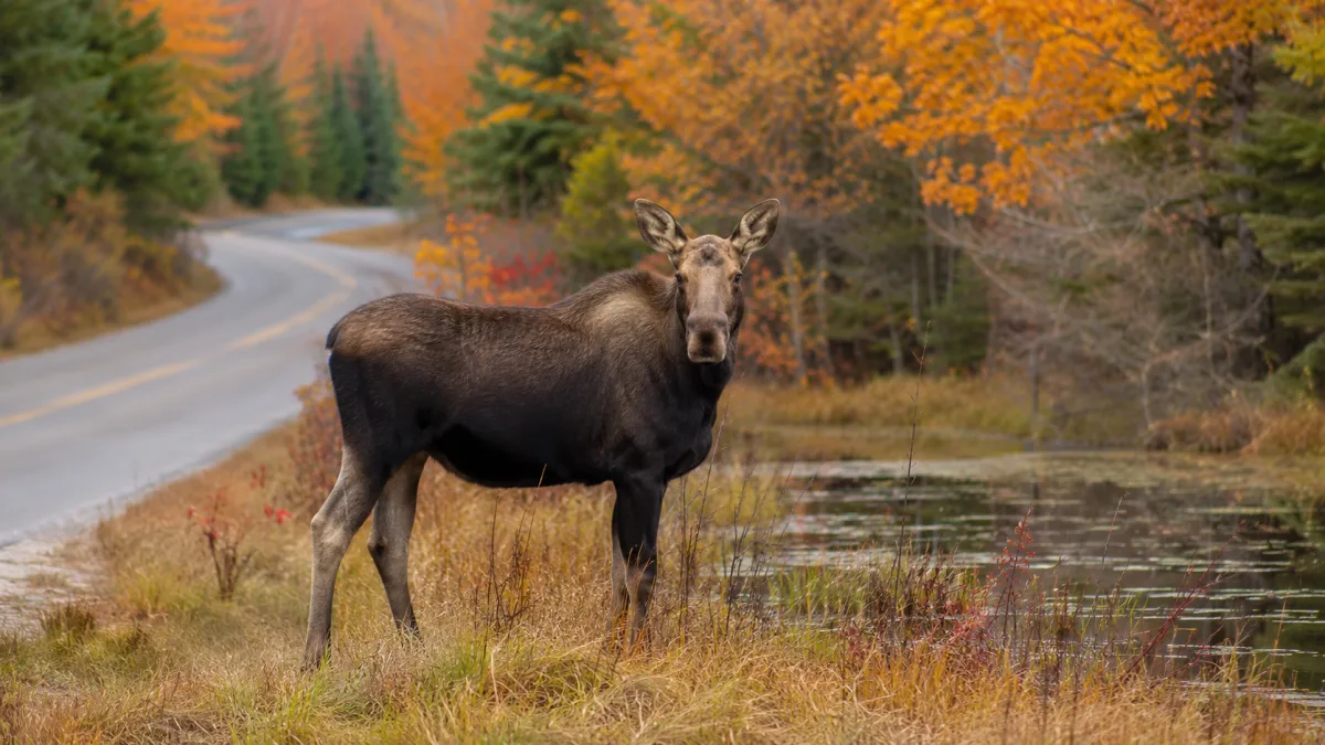 Cow moose standing at the edge of a wetland beside the Kancamagus Highway in autumn