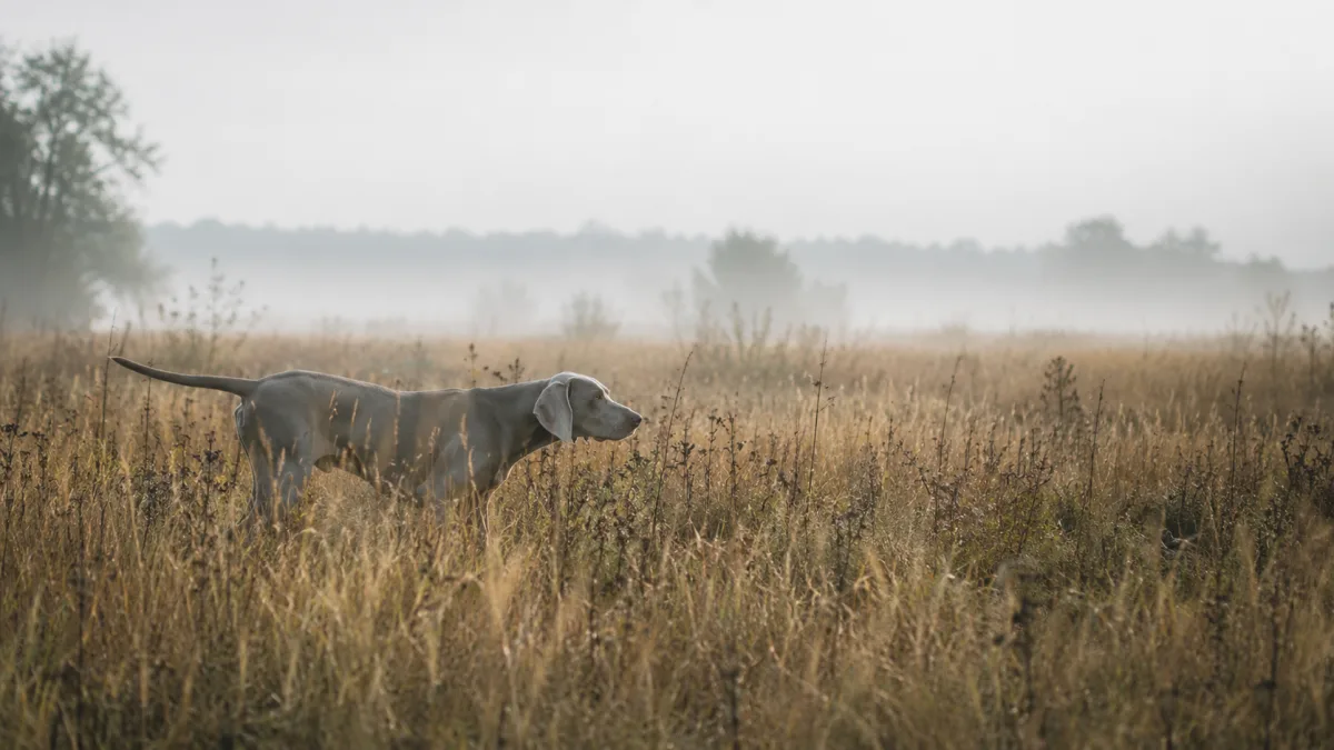 Weimaraner dog on point in tall autumn grass during a bird hunting field training session