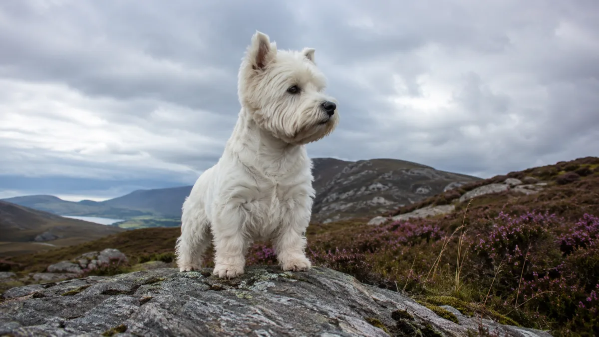 West Highland White Terrier standing alert in a Scottish highland landscape