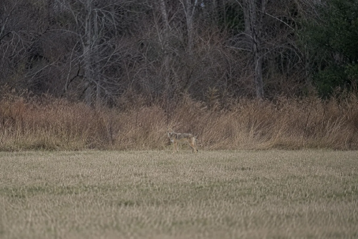 Coyote-like dog being observed from a safe distance
