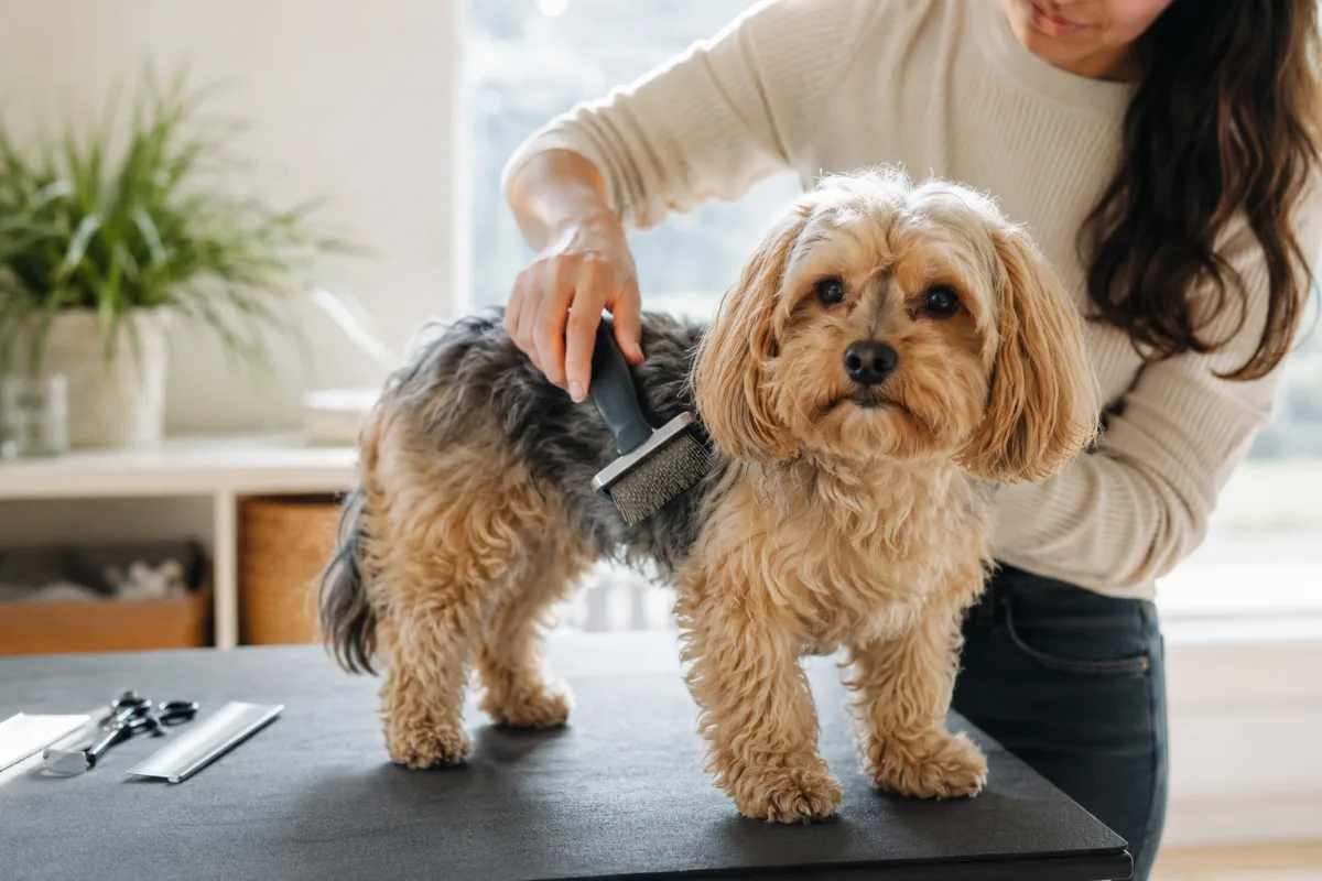 Yorkie Poodle mix with wavy coat being brushed