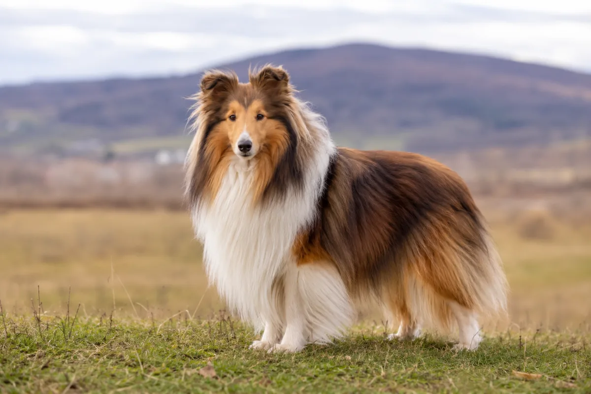 Shetland Sheepdog standing on grass showing small Collie-like outline