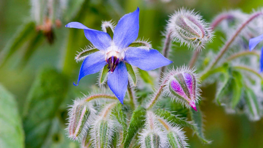 Cooking with Borage