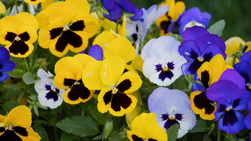 Cooking with Pansies 
