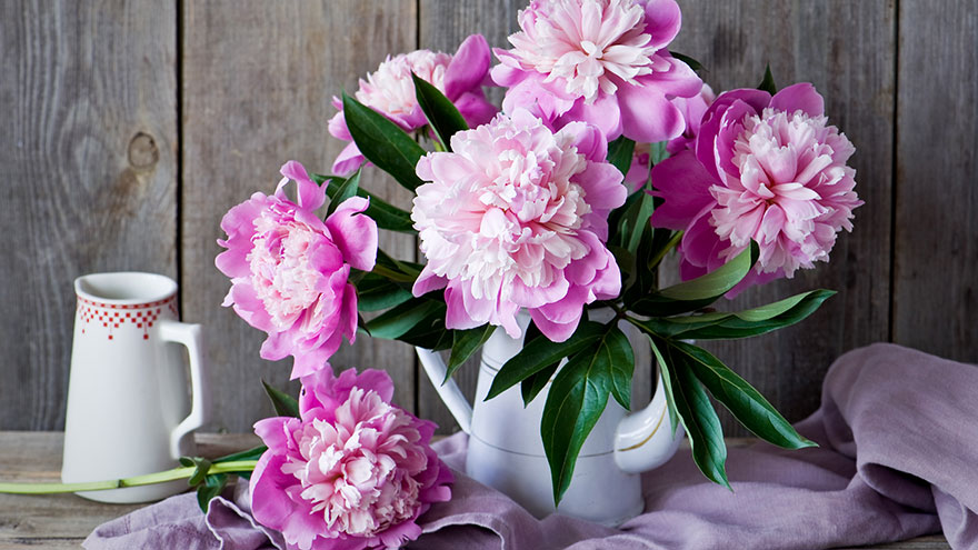 Cooking with Peonies