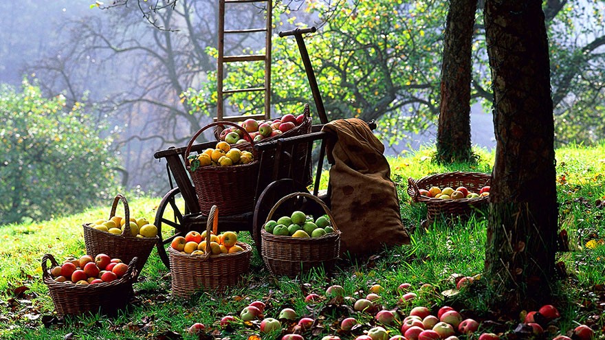A Few Tips About Choosing, Storing and Preparing Apples
