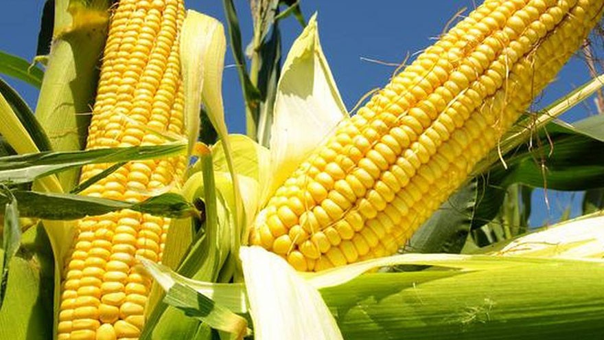 Choosing and Cooking Corn