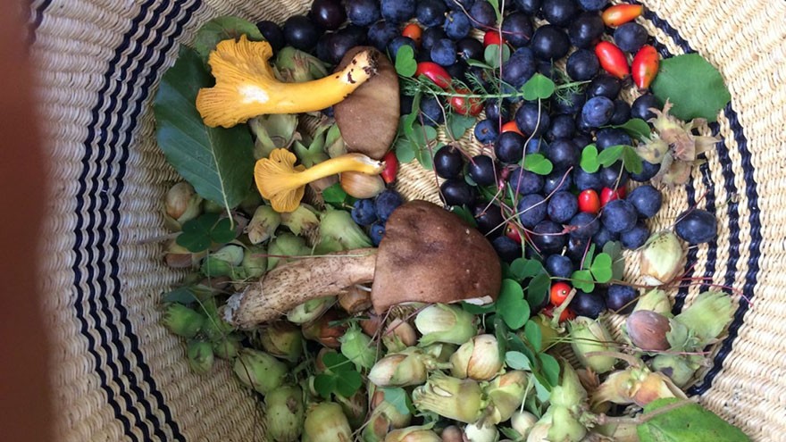What is Foraged Food?