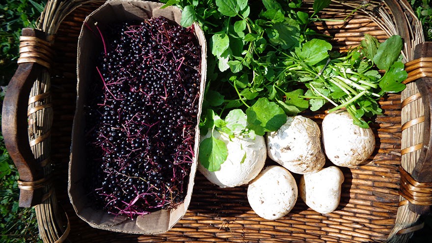 What is Foraged Food?