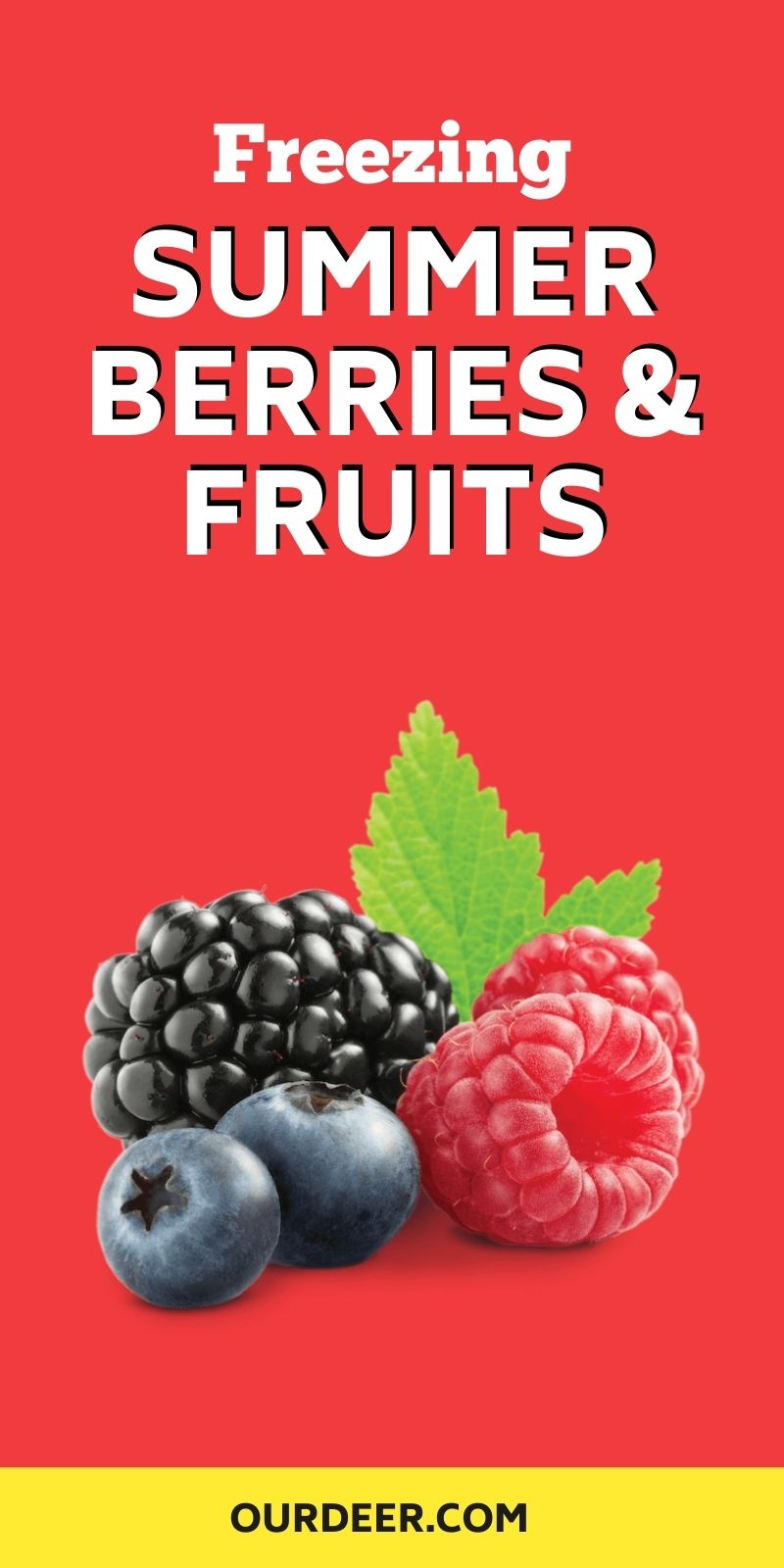 Freezing Summer Berries & Fruits