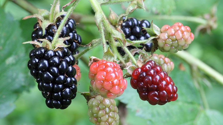 How to Picking Wild Berries