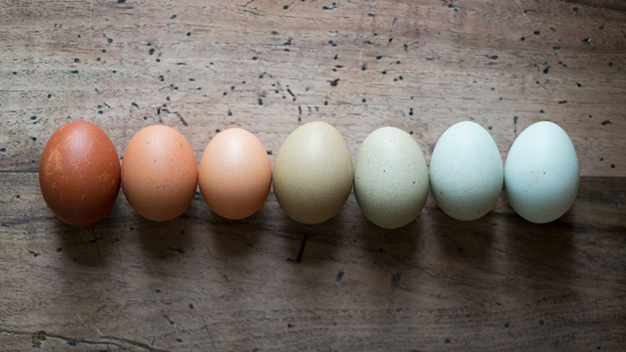 What Kind of Eggs Are You Really Buying