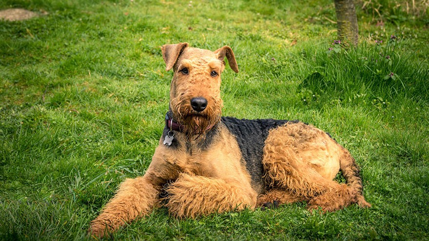Airedale Terrier Questions