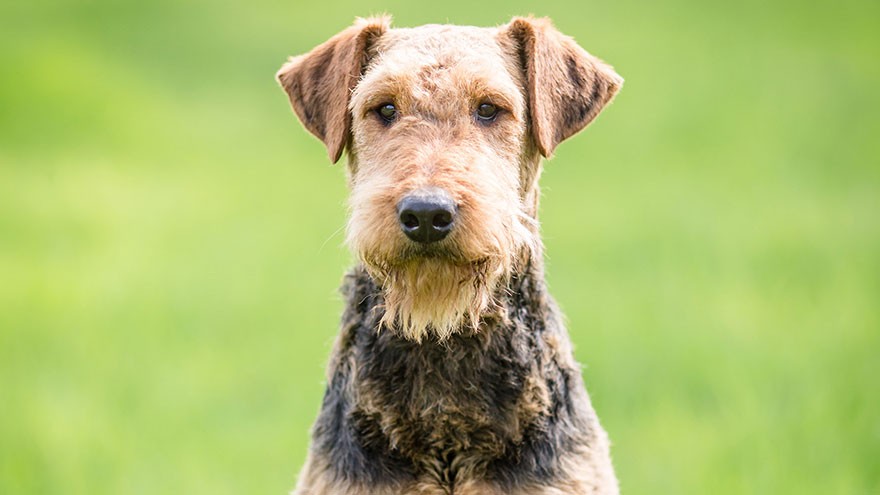 Airedale Terrier Exercise Needs