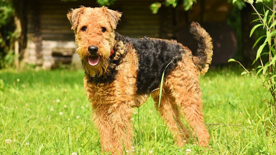 Airedale Terrier Feeding and Grooming Requirements