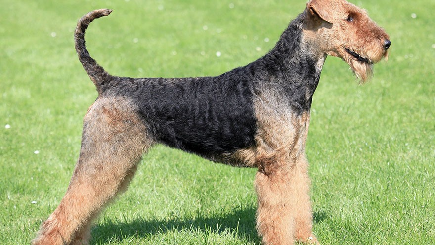 Airedale Terrier Health Guide