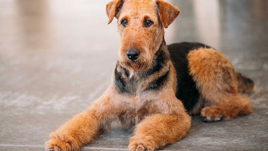 Airedale Terrier Size and Color