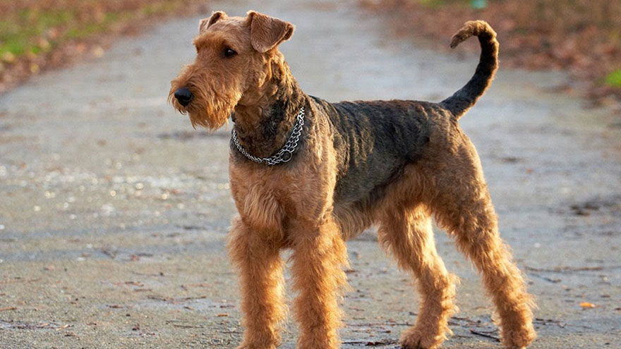 Airedale Terrier Temperament