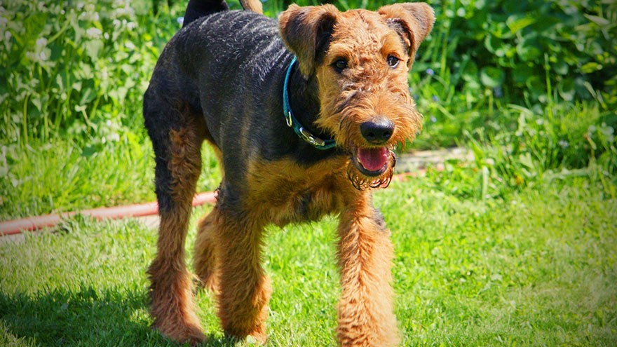 Airedale Terrier Training Guide