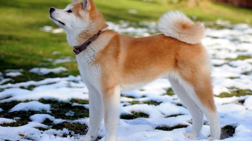 Akita Inu Breed Information