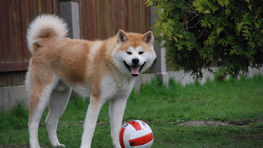 Akita Inu Exercise Needs
