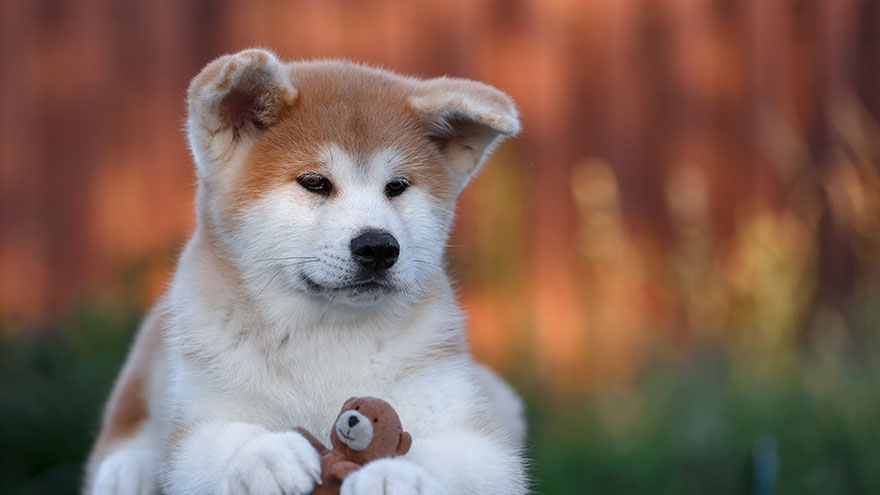 Akita Inu Feeding and Grooming Requirements