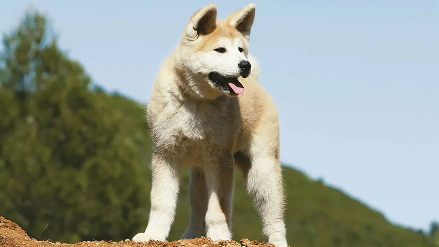 Akita Inu Health Guide