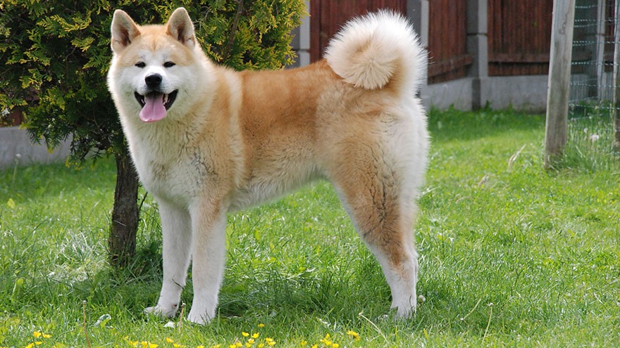 Akita Inu Size and Color