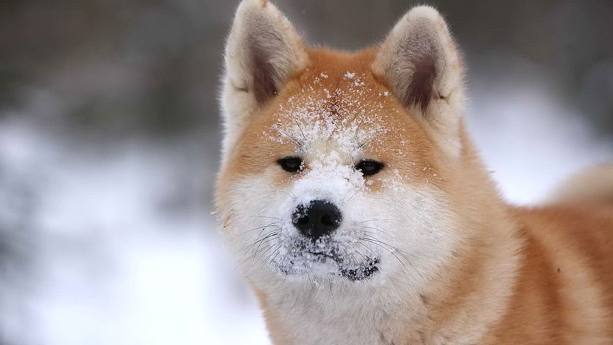 Akita Inu Breed Information | Our Deer