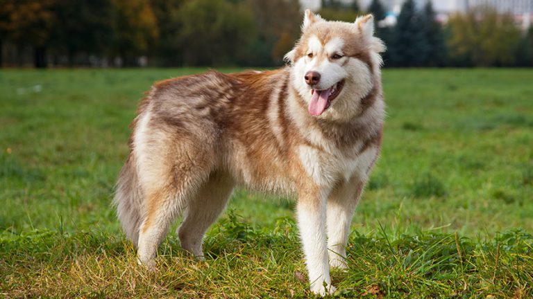 Alaskan Malamute Breed Information | Our Deer