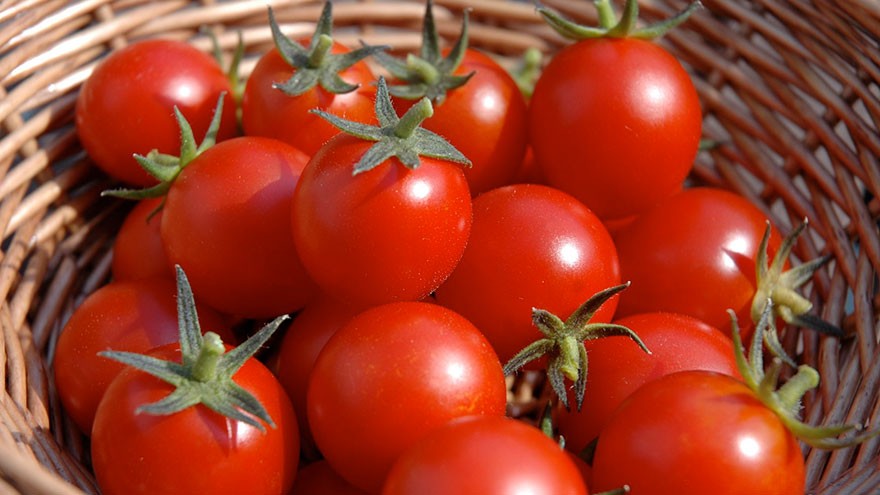 Buying And Cooking Tomatoes