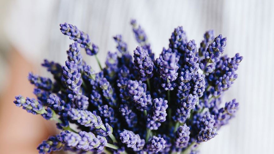 Buying And Storing Lavender