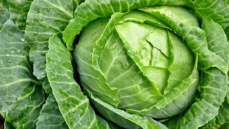 Cabbage