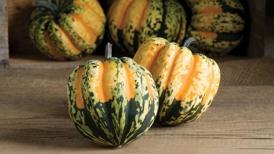 Carnival Squash