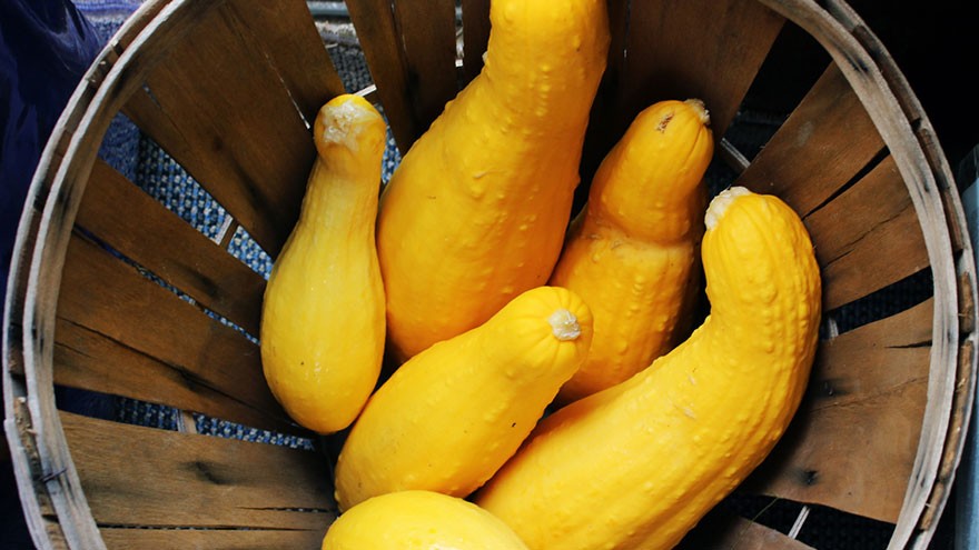 Crookneck or Straightneck Squash