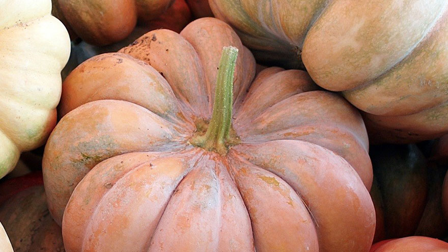 Fairytale Pumpkin Squash