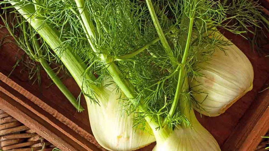 Spring Vegetables Fennel