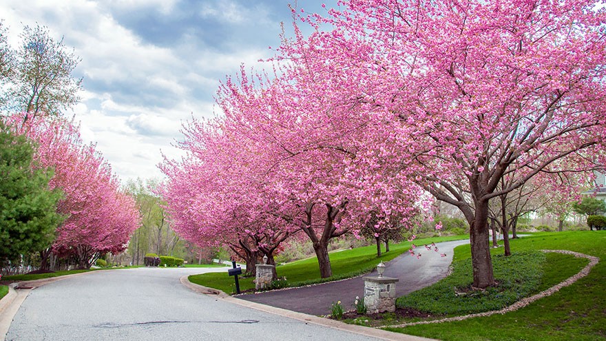 Flowering Trees in Utah