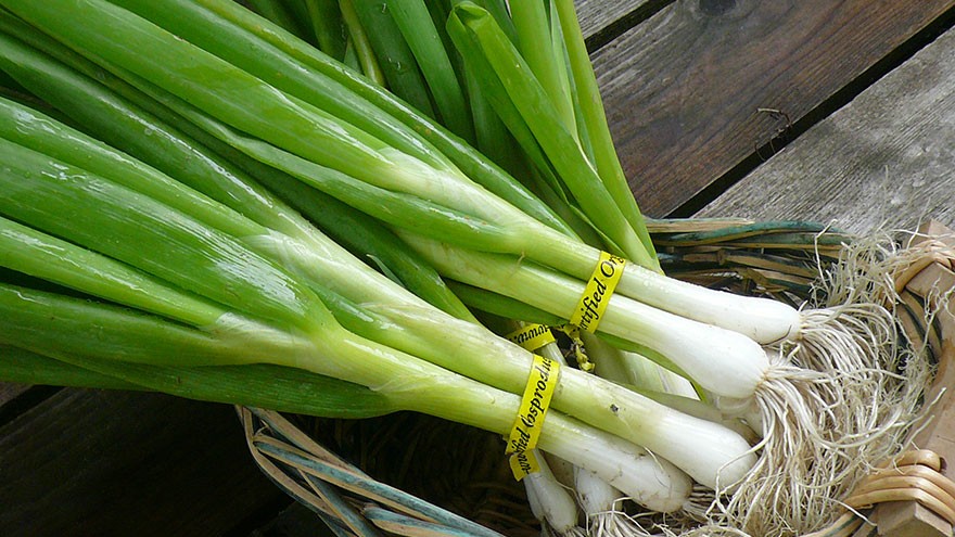 Spring Vegetables Green onions and Scallions