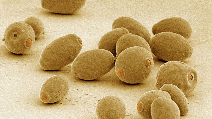 How Does Yeast Work?