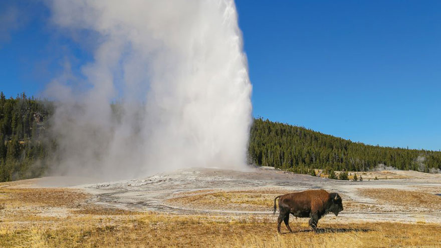 How to Drive Through Yellowstone National Park