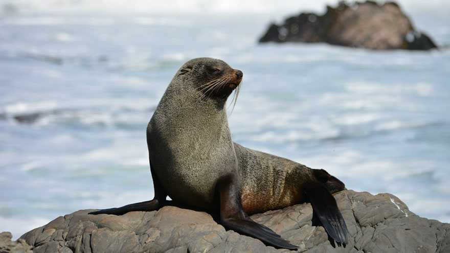 How to Pet a Seal