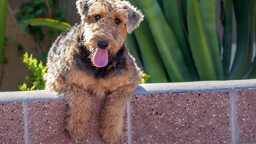 Owning an Airedale Terrier