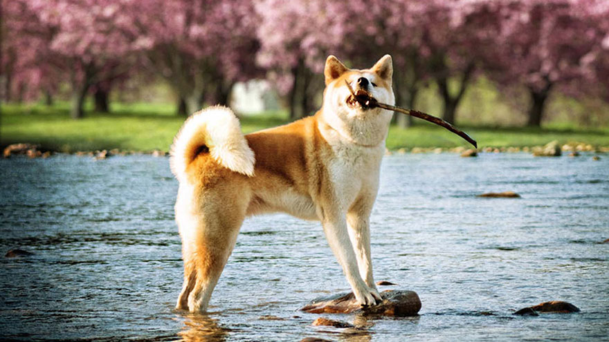 Owning An Akita Inu : Breeder Recommendations | Our Deer