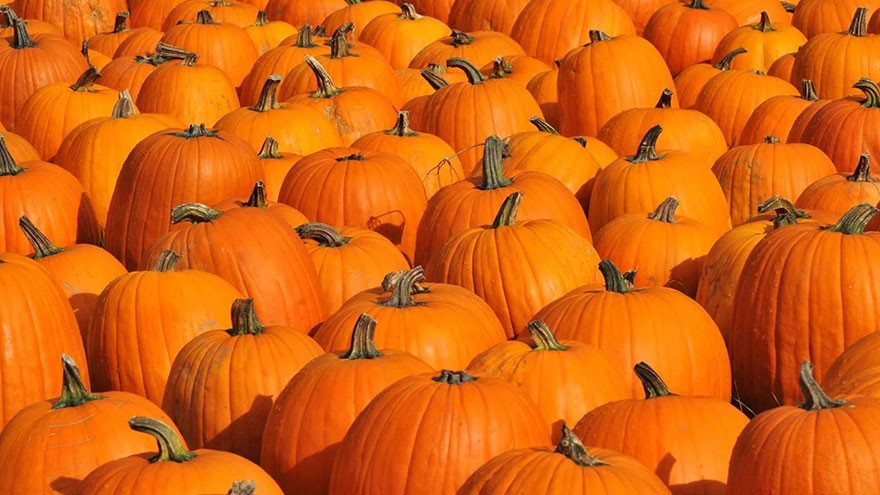 Pumpkins Facts